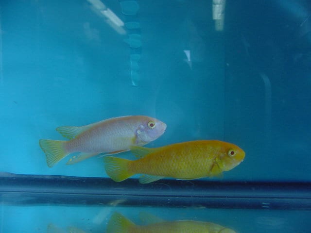 Albino Trewavasae fish