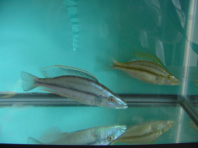 Haplochromis Compressiceps