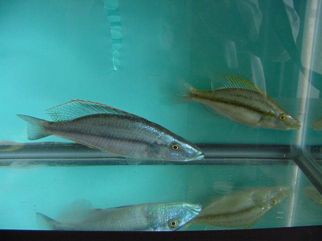 Haplochromis Compressiceps