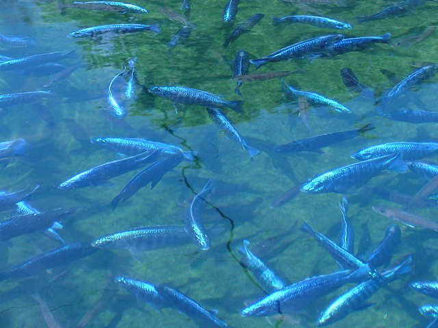 Many Electric Blue Ahli/Sciaenochromis Freyeri fish