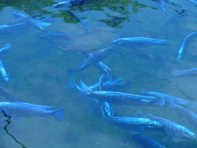 Several Electric Blue Ahli/Sciaenochromis Freyeri fish