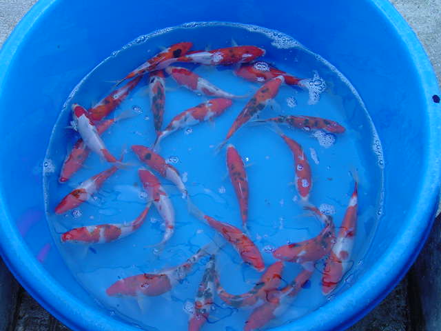 Some koi in a basin