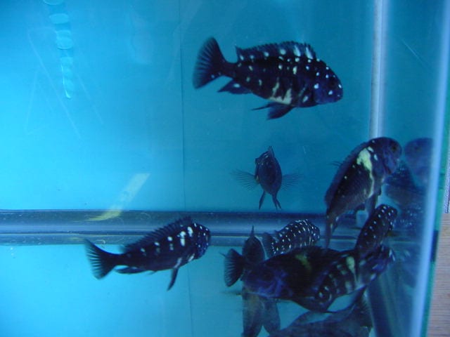 Tropheus Duboisi fish