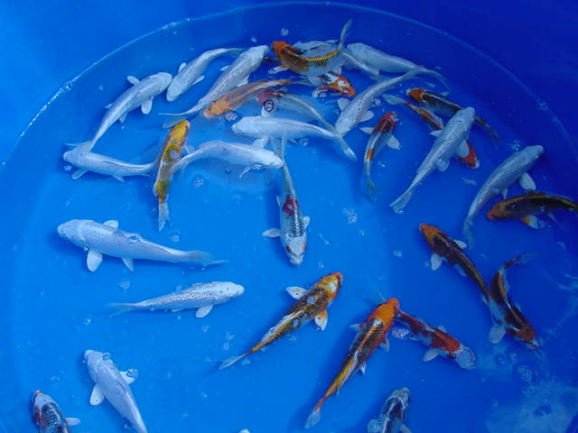 Different-colored koi in a blue basin