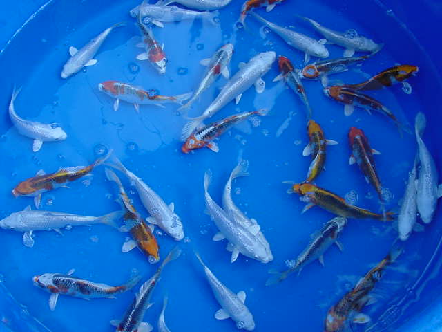 Countless koi swimming in a blue basin