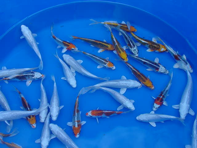 Many koi swimming in a blue basin