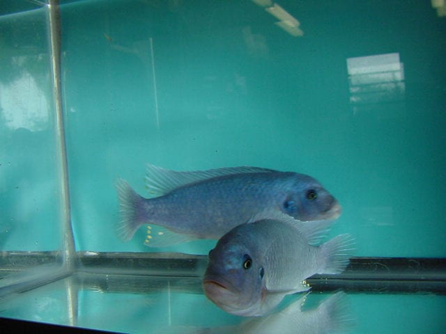 Pseudotropheus Zebra Cobalt fish