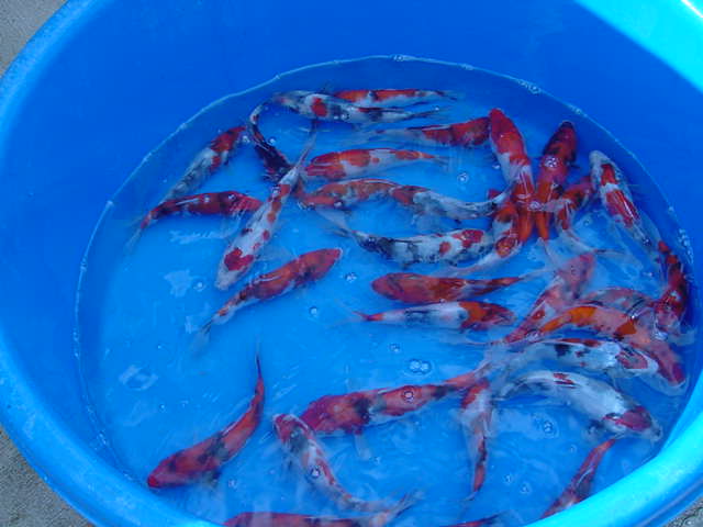 Many koi in different sizes swimming around in a blue basin
