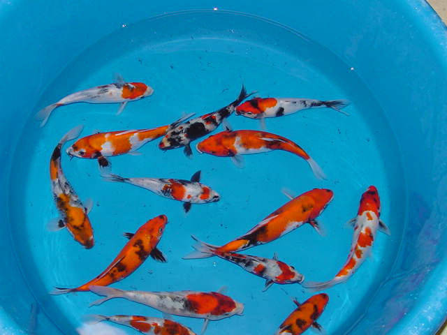 Many koi in different sizes