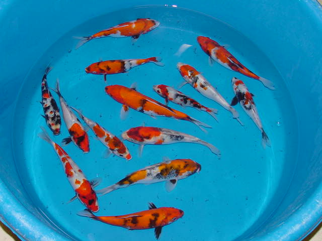Koi in different sizes