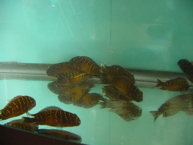 Tropheus Moori Mpalunga fish