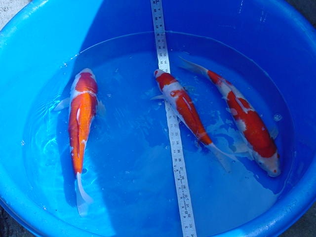 Assorted koi in a blue basin being measured