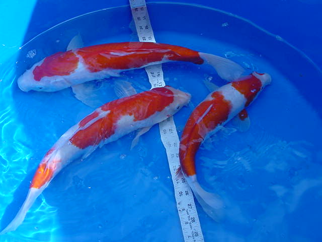 Three koi swimming around in a blue basin being measured