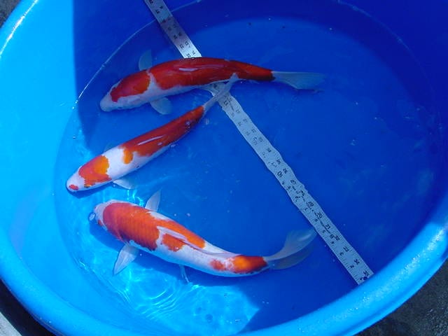 Three koi in a blue basin swimming left while being measured