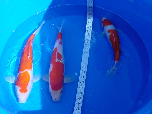Three koi in a blue basin being measured