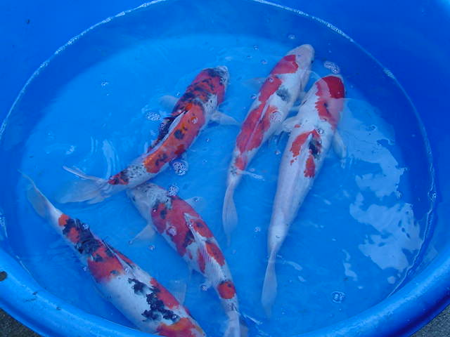 Five koi in a blue basin with shallow water