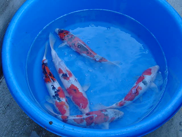 Four koi in a blue basin with shallow water