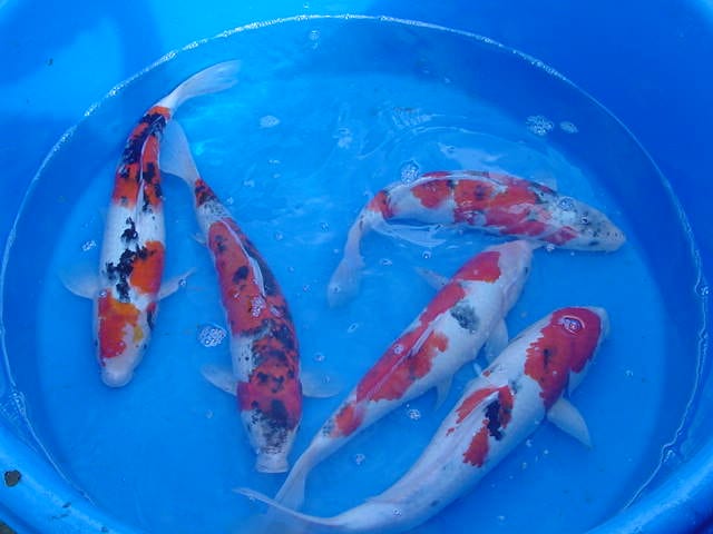 A bunch of koi in a blue basin with shallow water