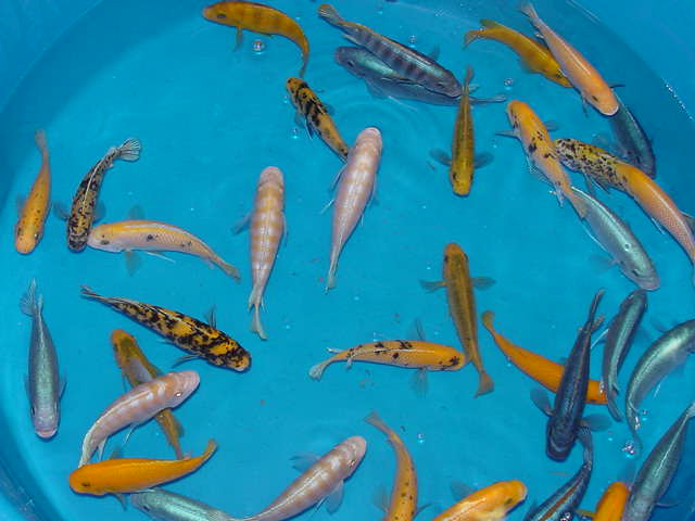 Pseudotropheus Mix fish in a blue basin