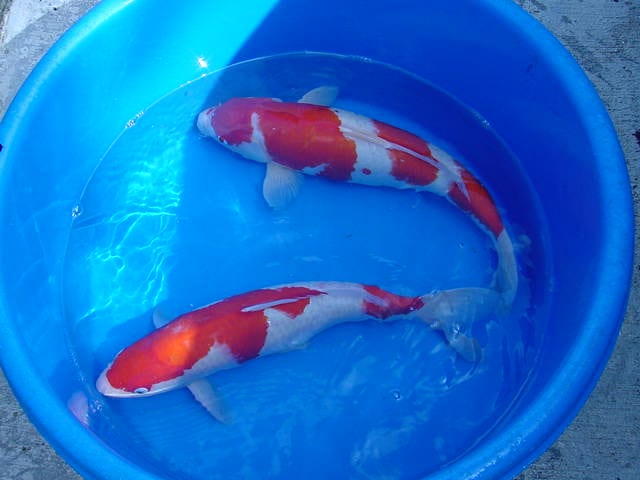 Two koi siwmming left in a blue basin with shallow water
