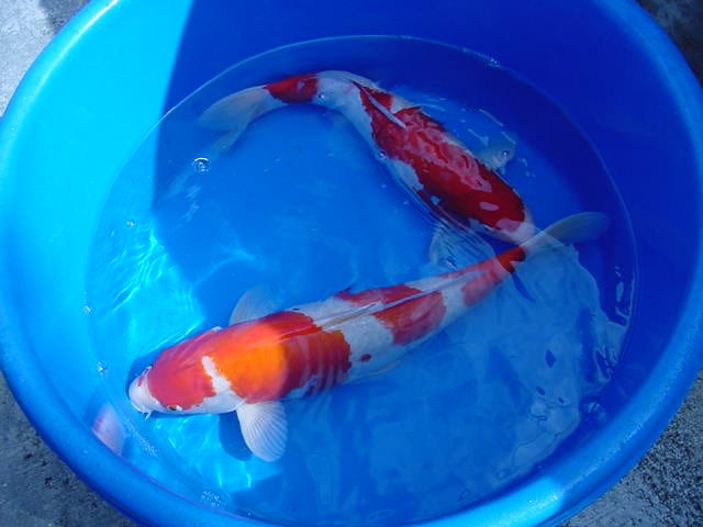 Two koi swimming in a blue basin with shallow water