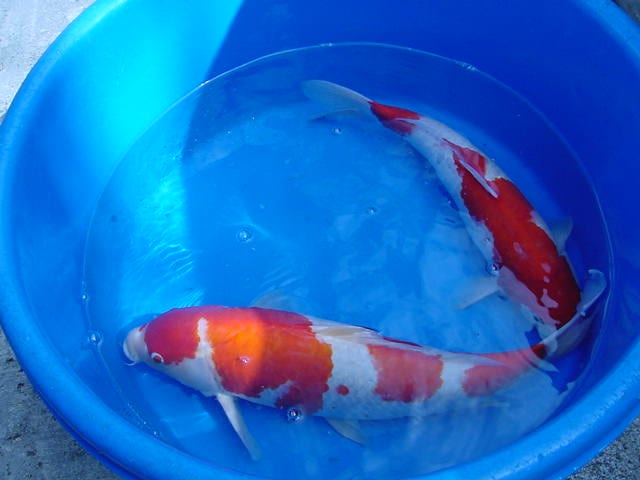 Two koi in a blue basin with shallow water