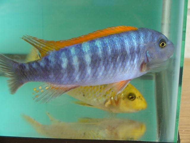 Labeotropheus Trewavasae, Red Top fish