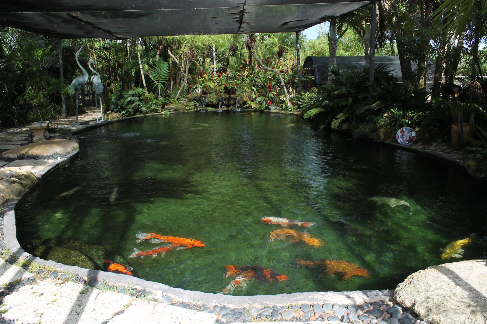 A bunch of large koi in a spacious pond