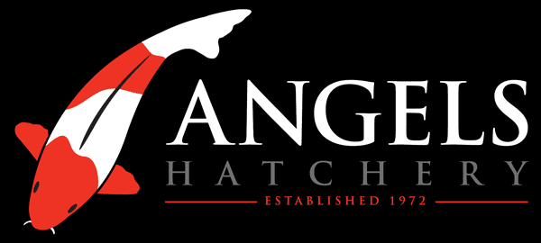 Angels Hatchery logo with text