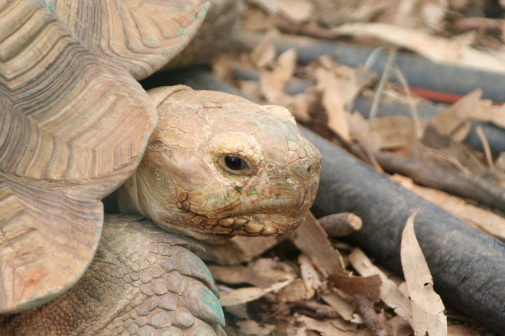 Close-up view of a big tortoise