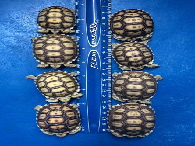 Eight baby tortoises lined up