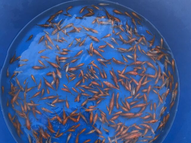 Many baby koi in a blue basin
