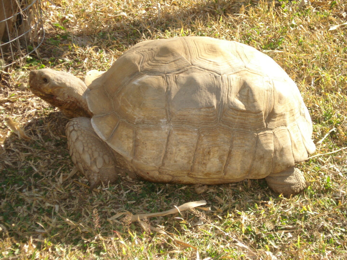 An old tortoise
