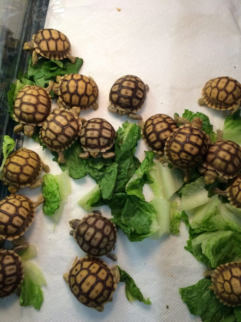 Many baby tortoises eating vegetables