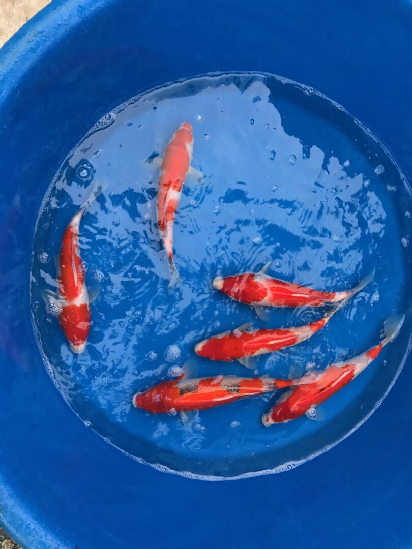 A bunch of orange koi in a basin