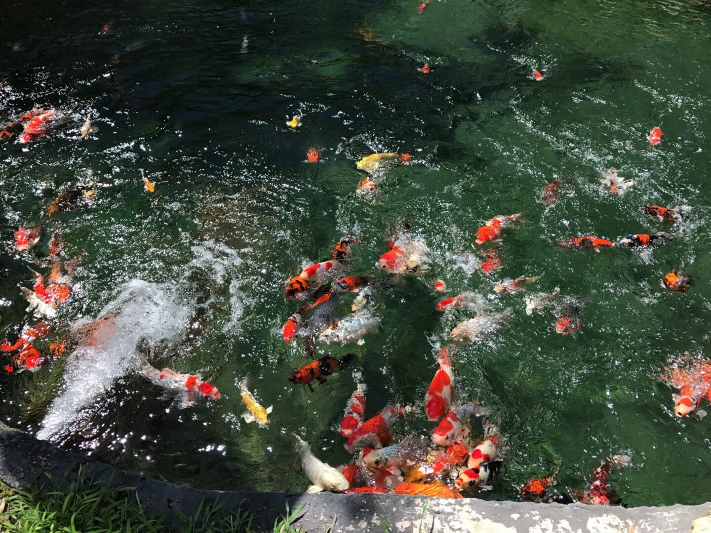 A bunch of pond koi waiting for food