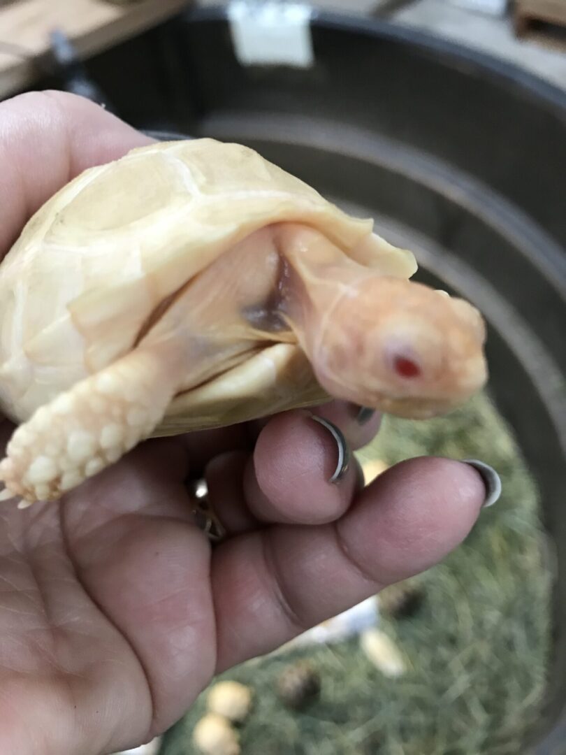 A hand holding a baby albino tortoise