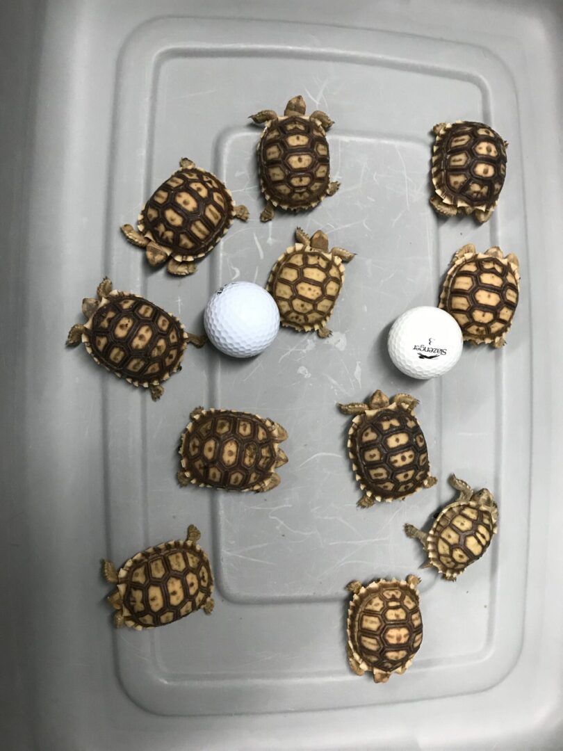 Many baby tortoises
