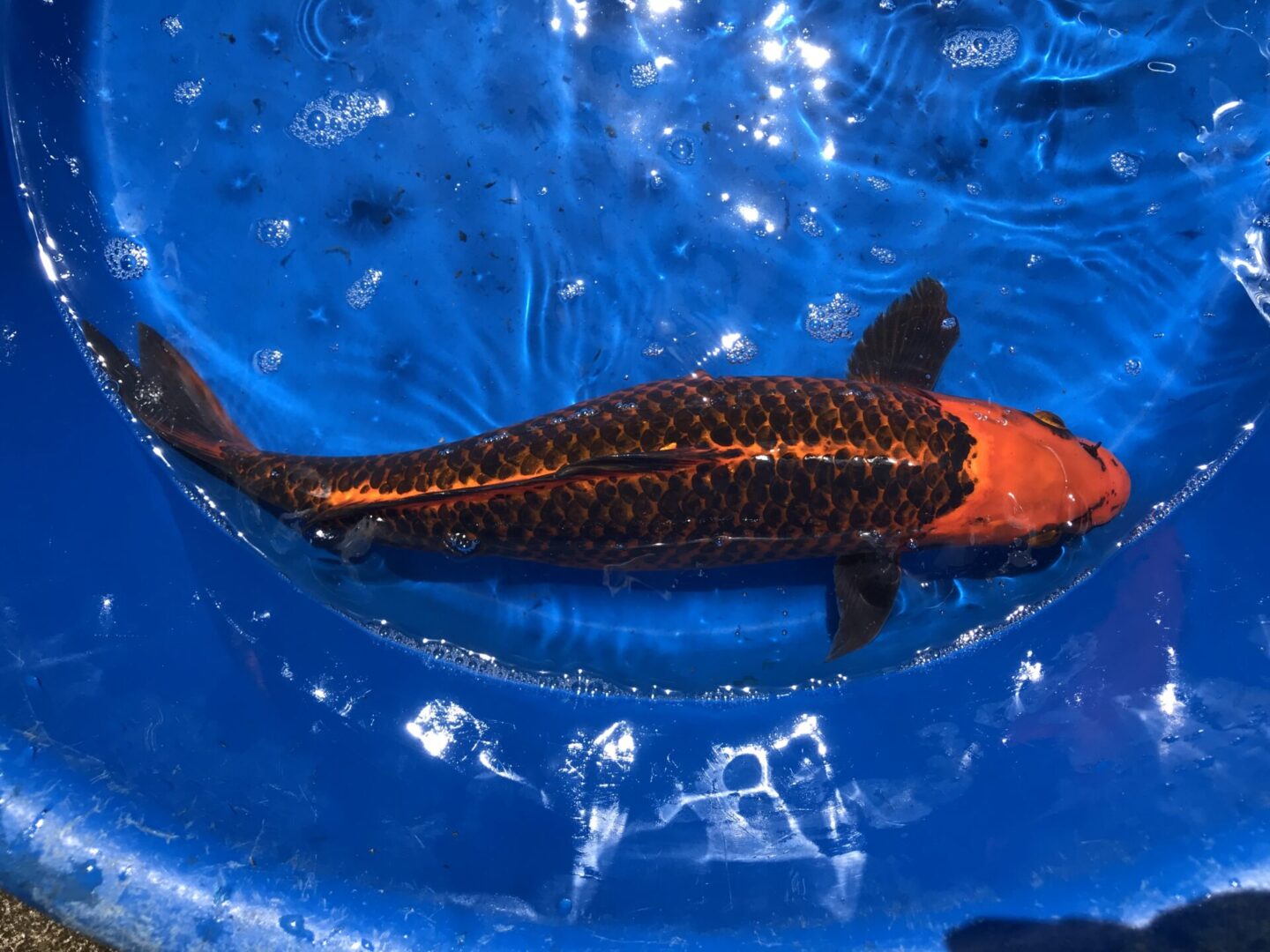 A dark-colored koi fish in a basin