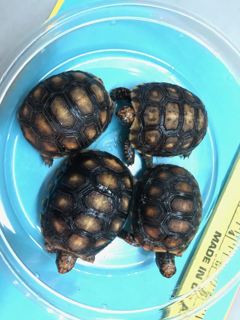 Four baby tortoises being measured