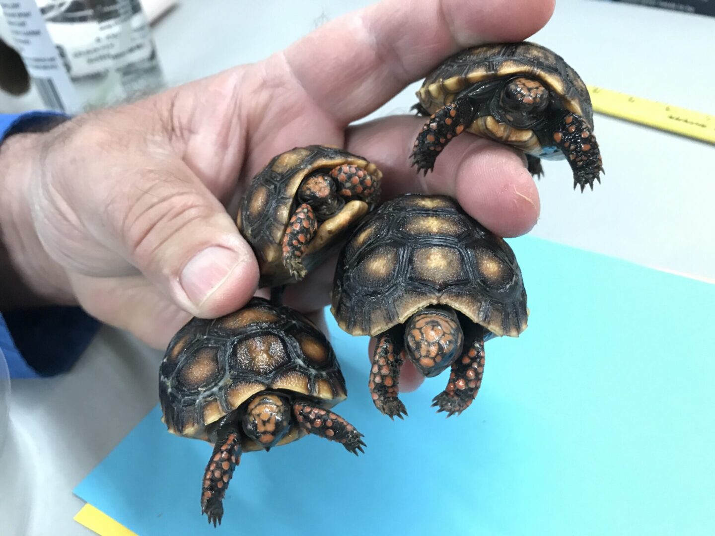 A hand holding three baby tortoises