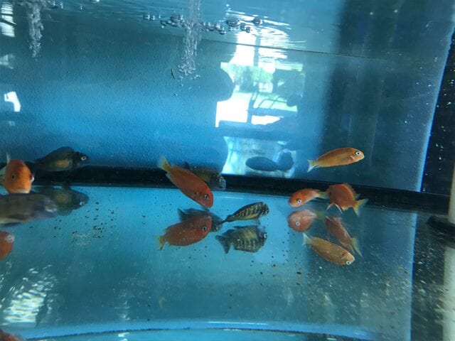Tropheus Red Bishop fish in an aquarium