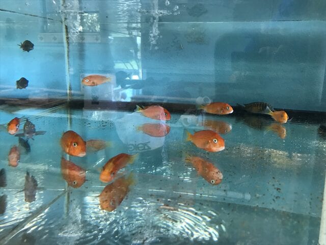 Tropheus Red Bishop fish