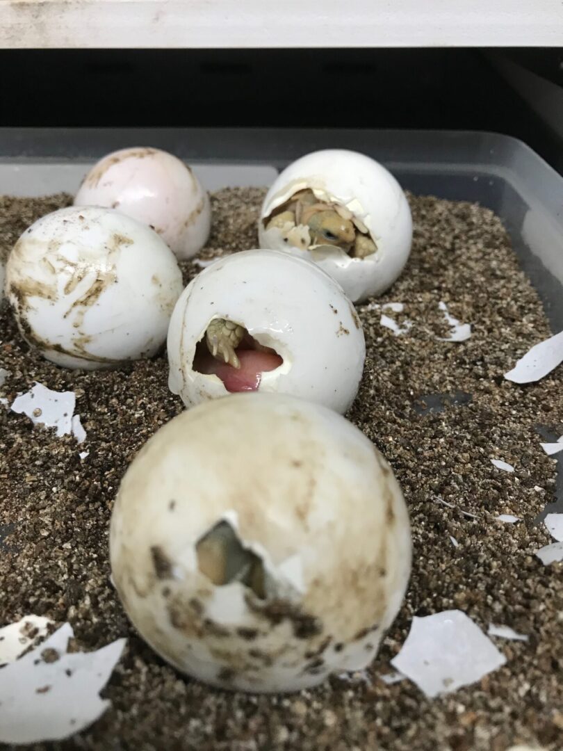 Hatching tortoise eggs