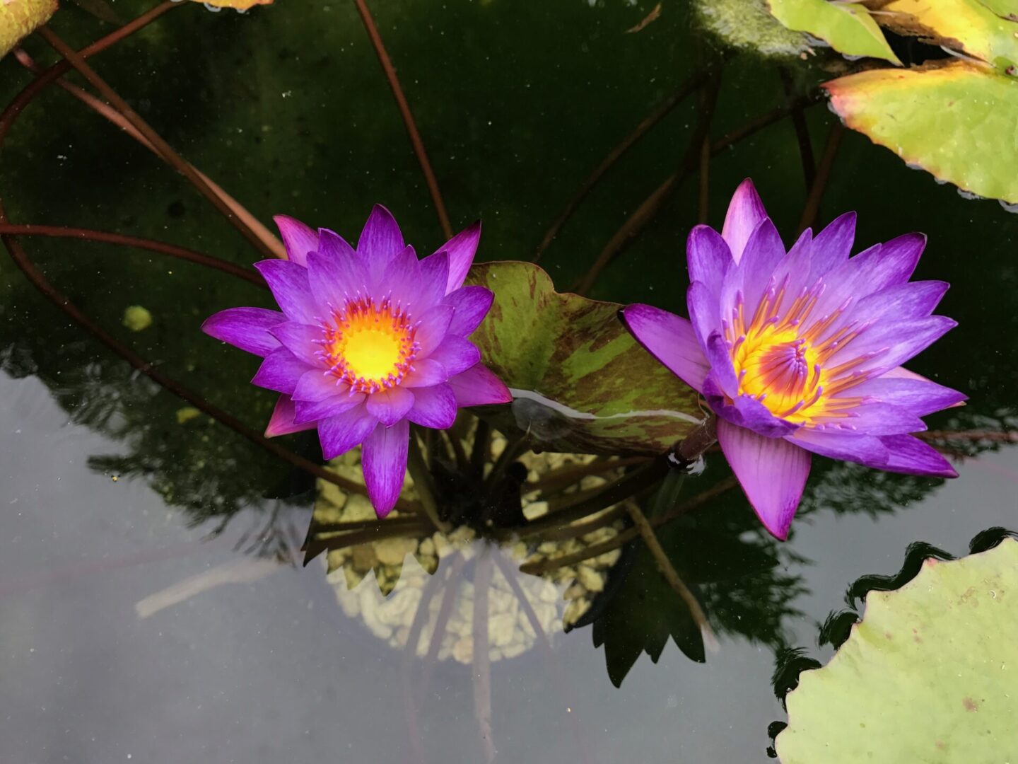Big purple water lily on pads