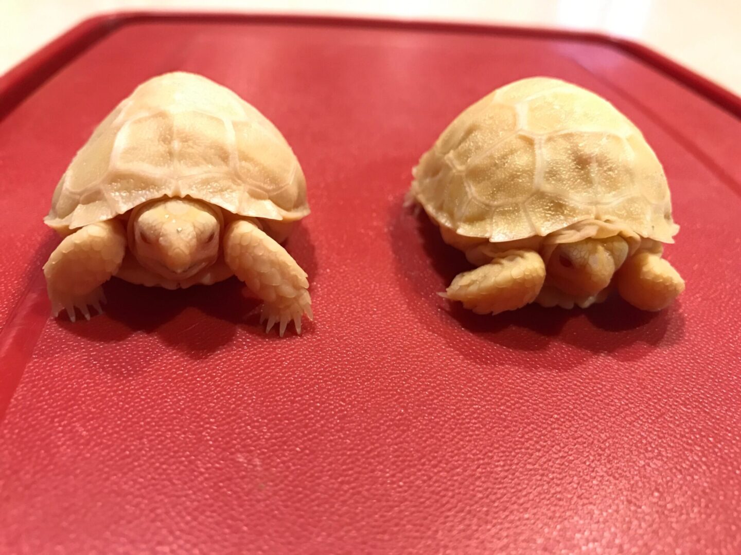 Two small albino box turtles