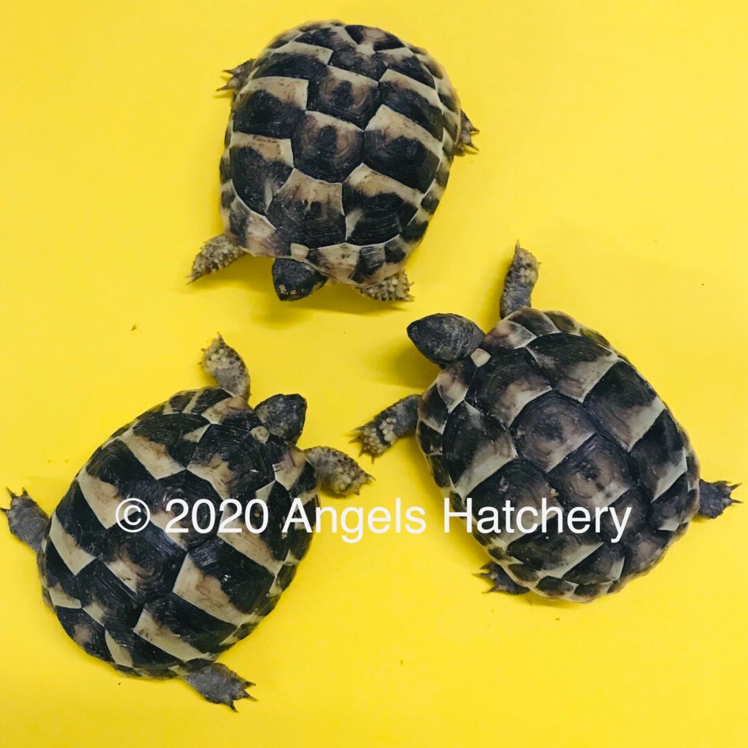 Three small Chelonoidis tortoises