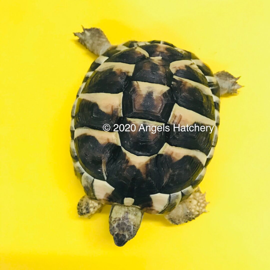 Small Chelonoidis tortoise with watermark