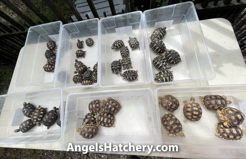 Tortoises AngelsHatchery